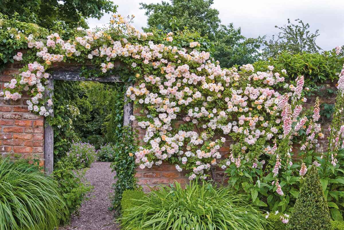 When To Plant Climbing Roses
