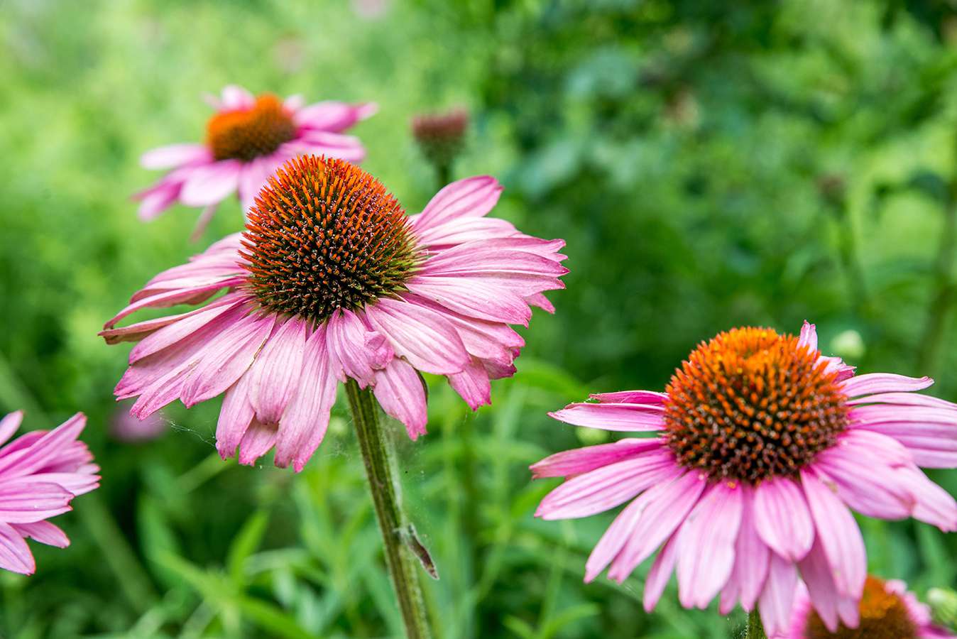 When To Plant Coneflower Seeds