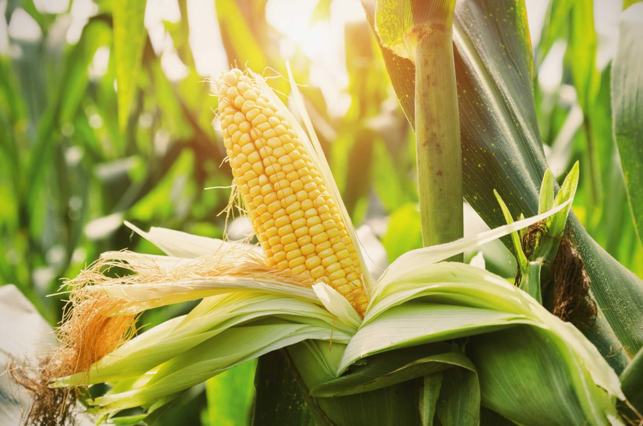 When To Plant Corn In Virginia