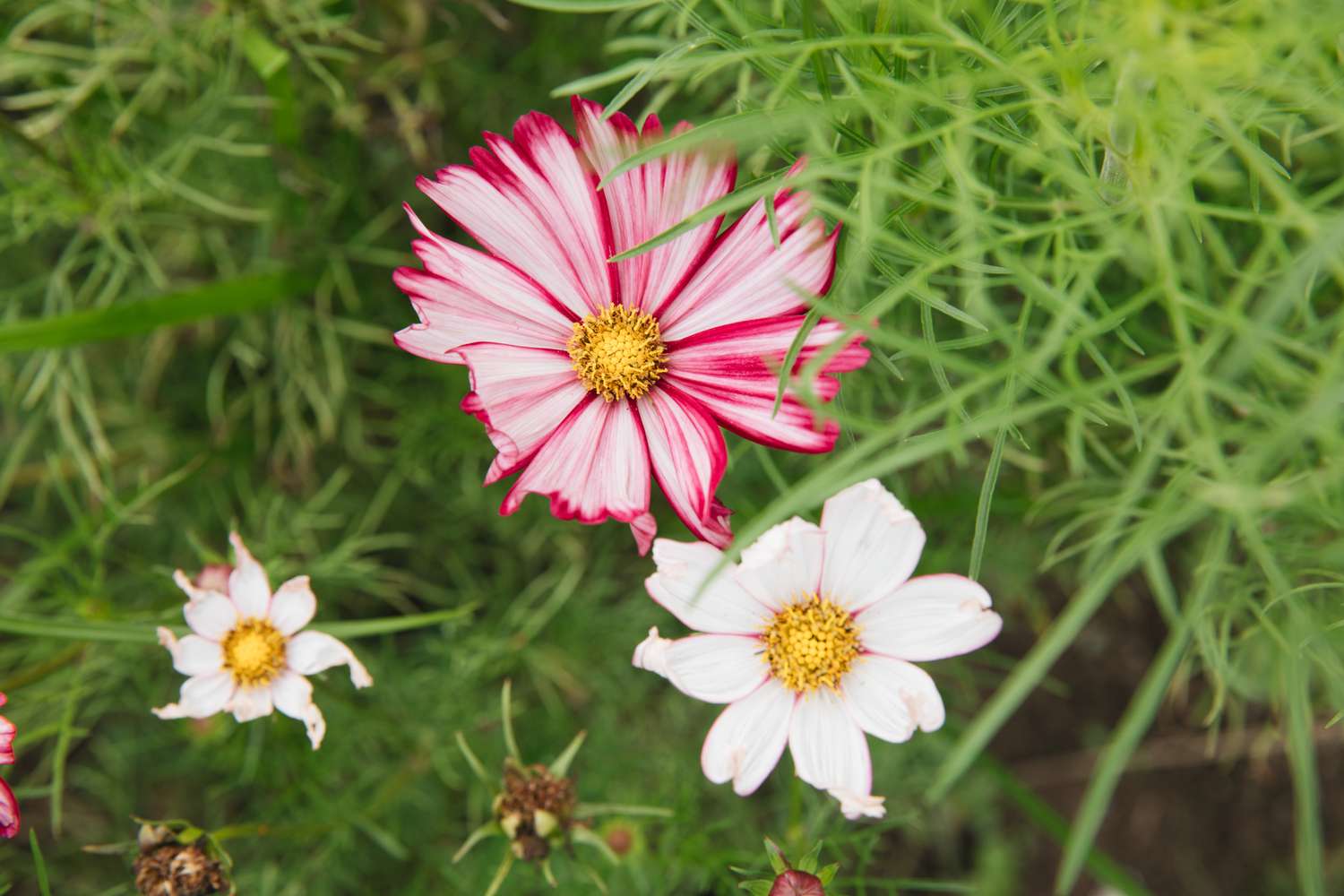 When To Plant Cosmos Seeds