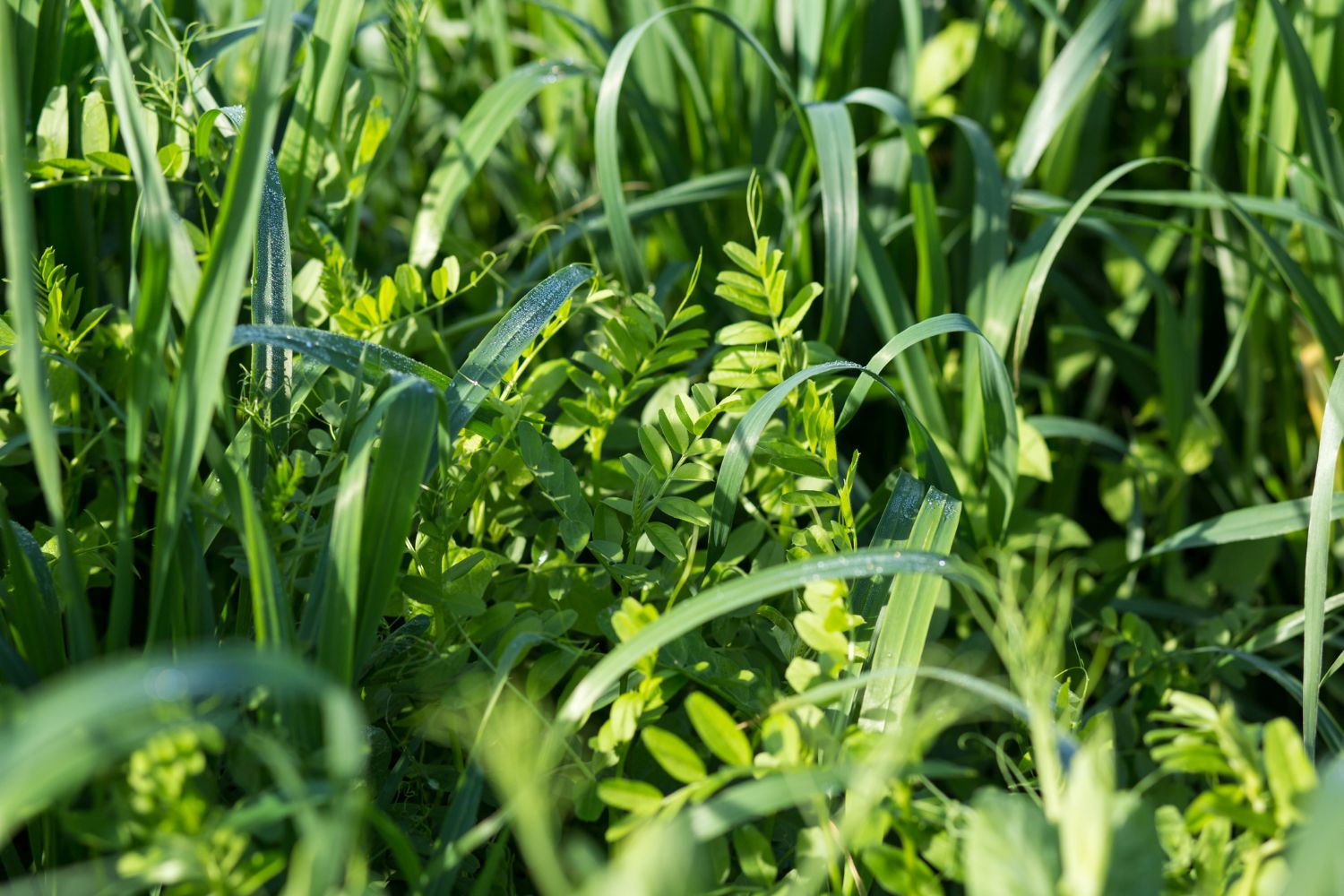 When To Plant Cover Crops
