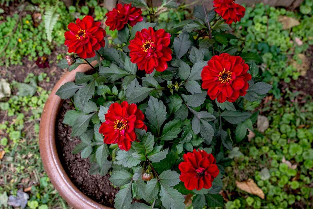 When To Plant Dahlias In Pots
