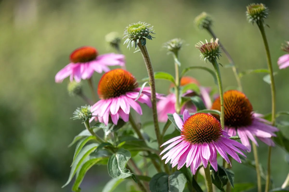 When To Plant Echinacea Seeds