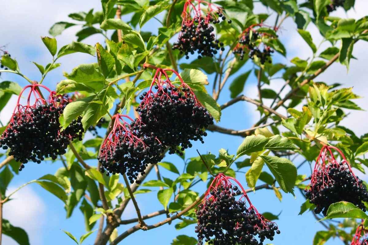 when-to-plant-elderberry