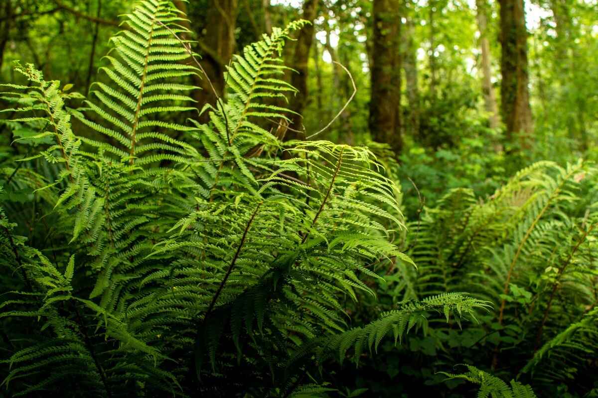 When To Plant Ferns