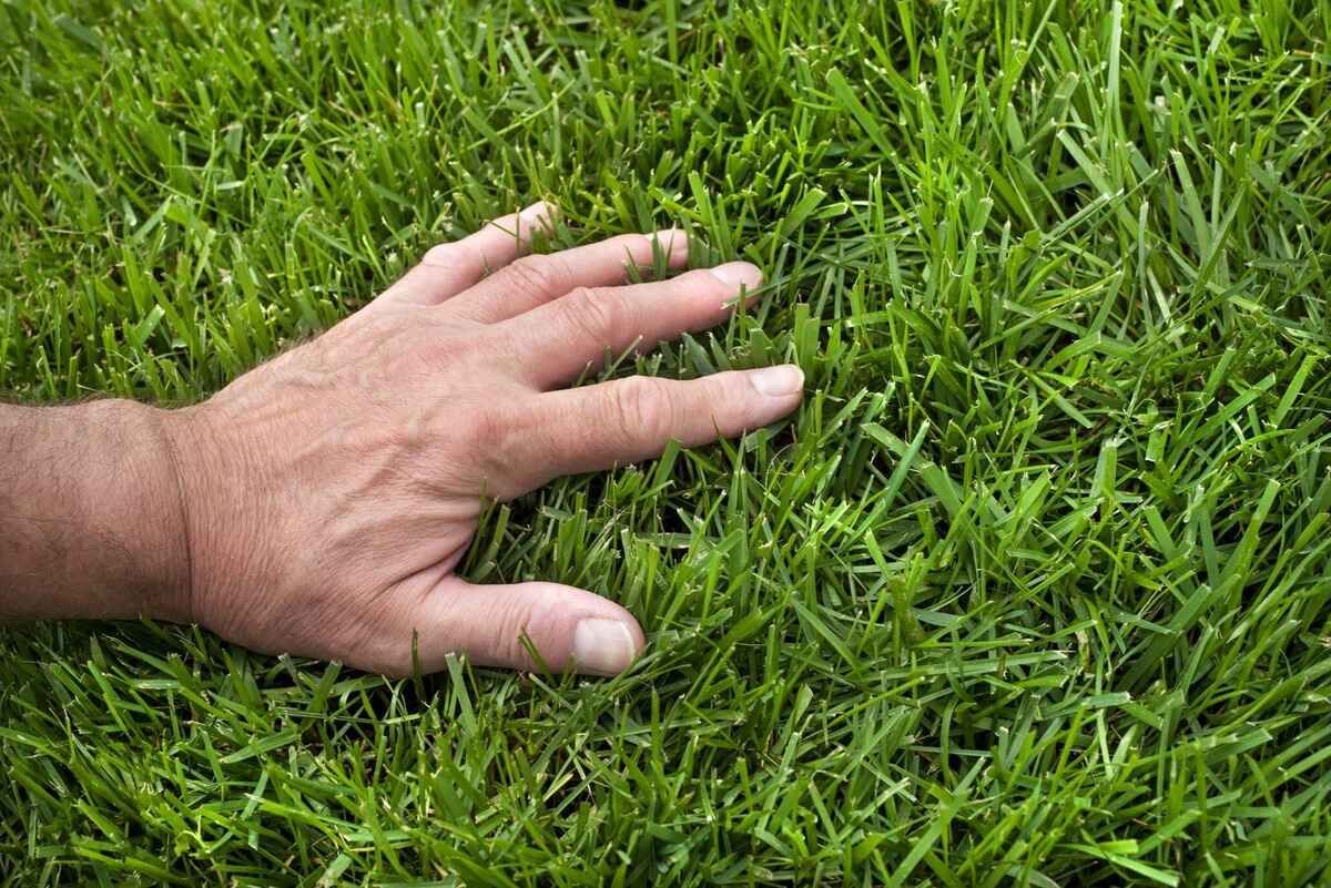 When To Plant Fescue Grass Seed