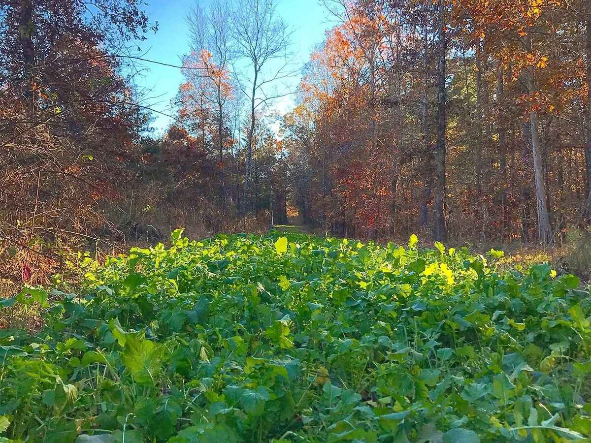 When To Plant Food Plot