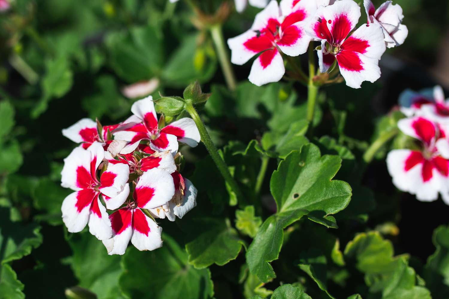 When To Plant Geraniums