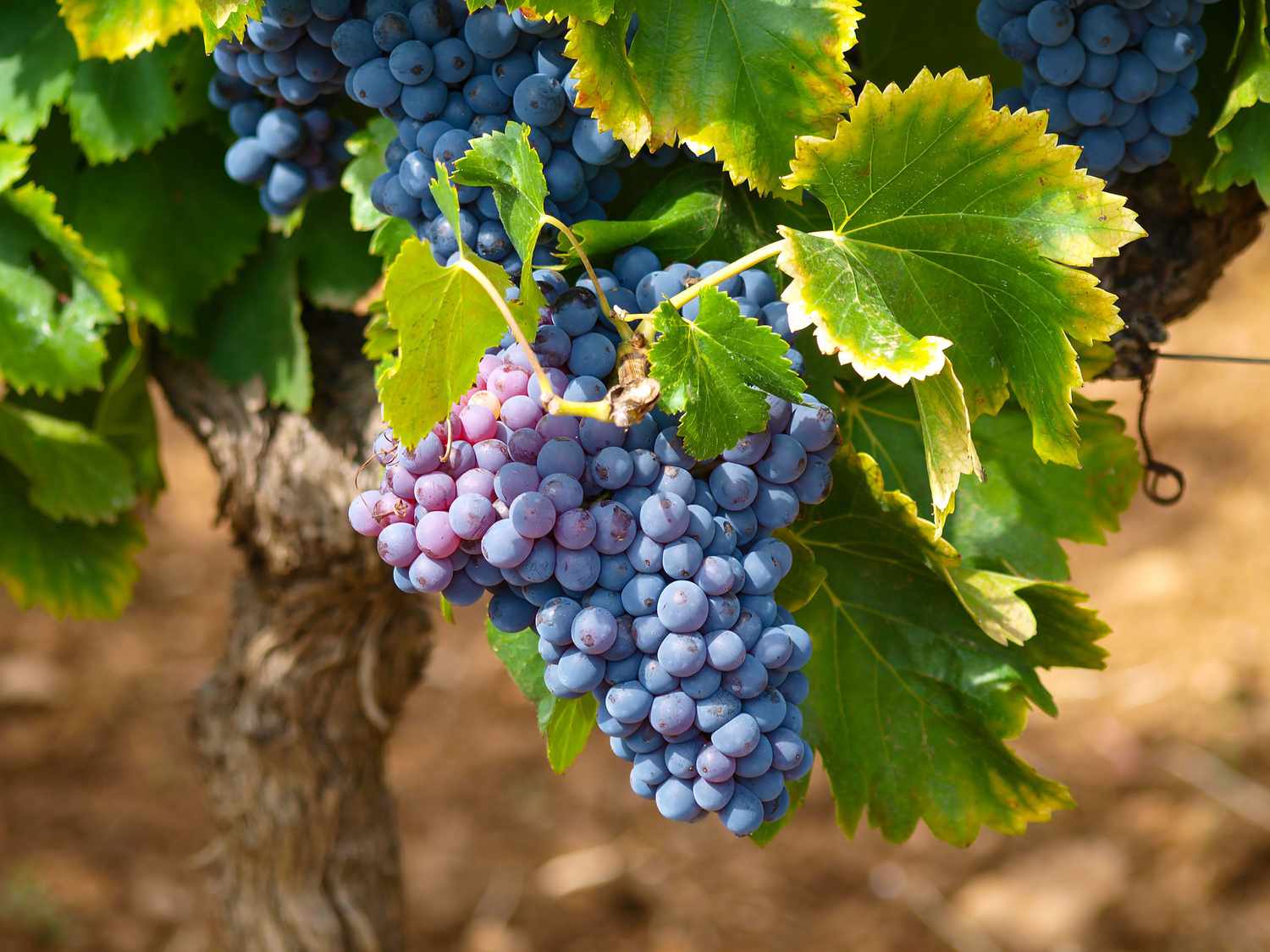 When To Plant Grape Vines