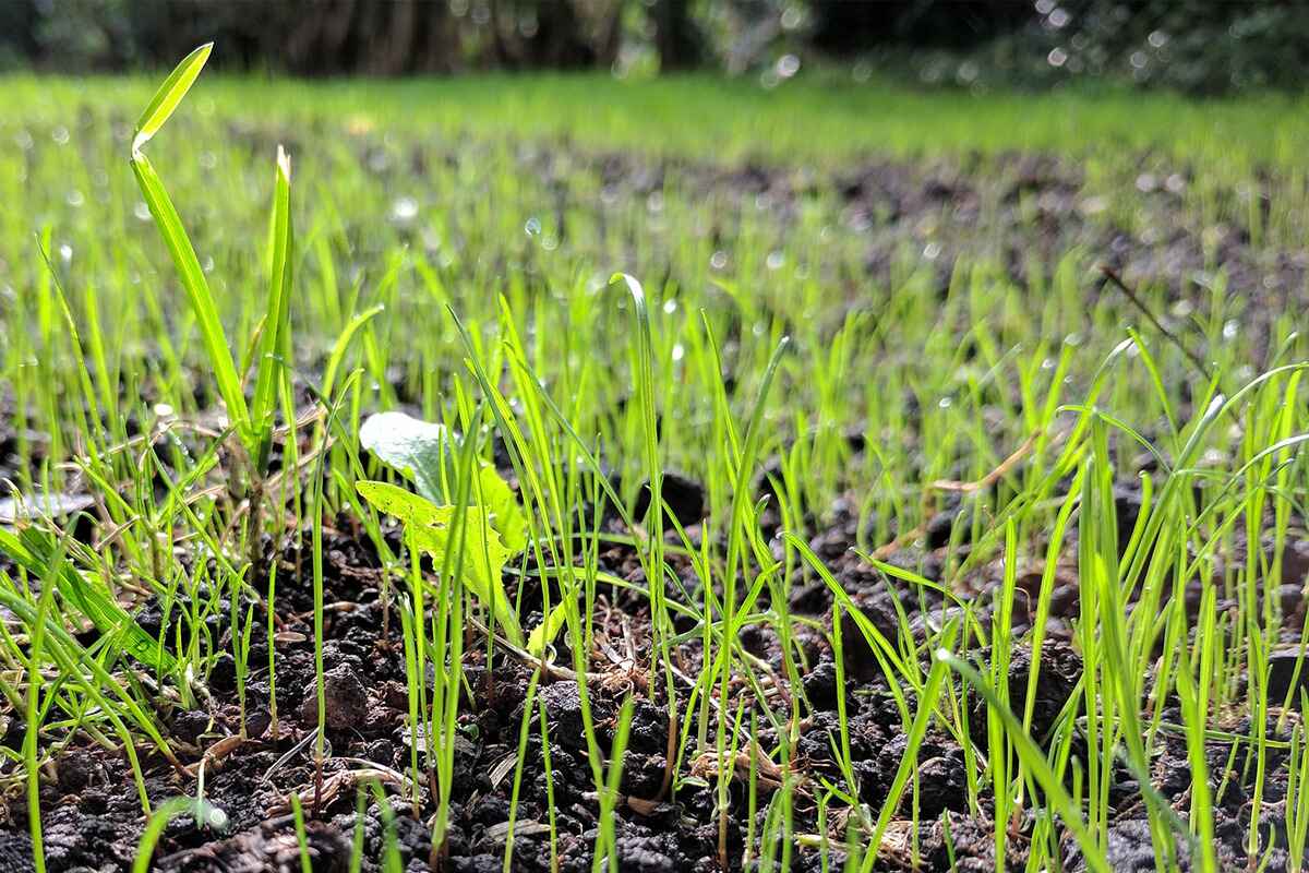 When To Plant Grass In The Spring