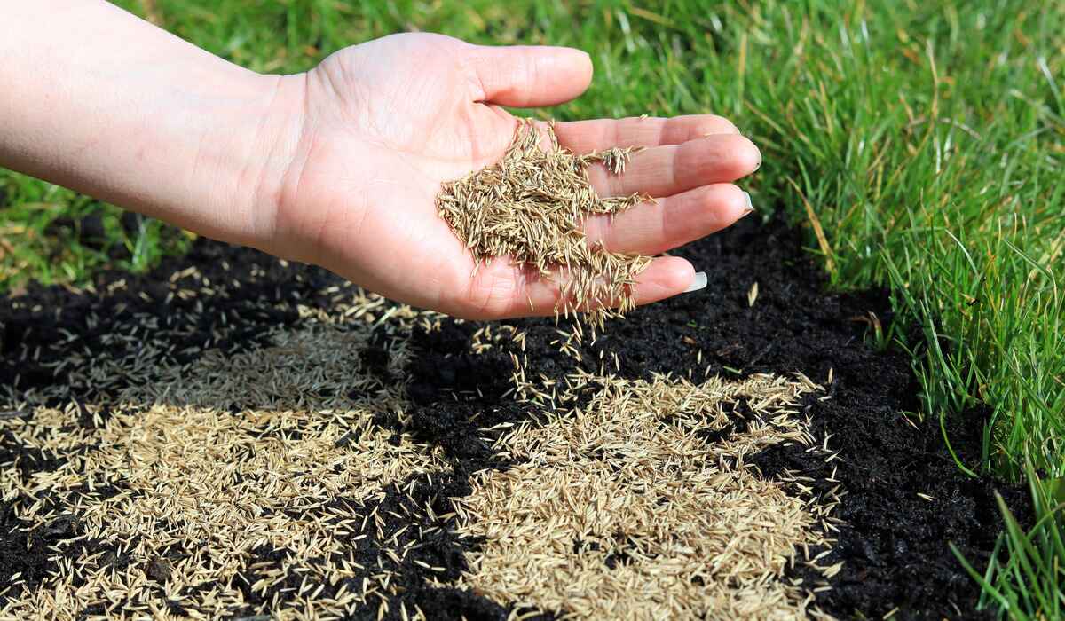 When To Plant Grass Seed In Oklahoma
