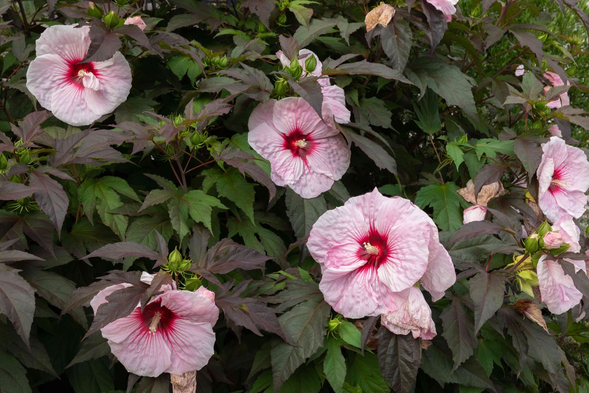 When To Plant Hibiscus In The Ground