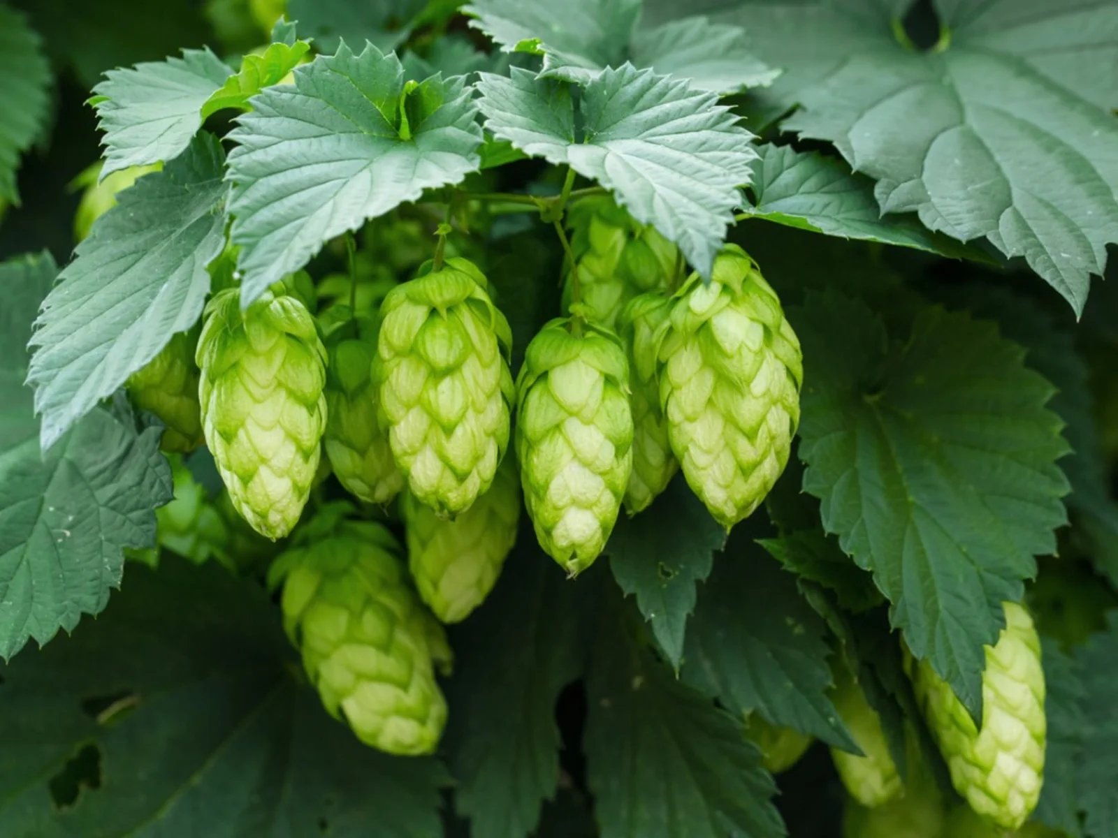 When To Plant Hops
