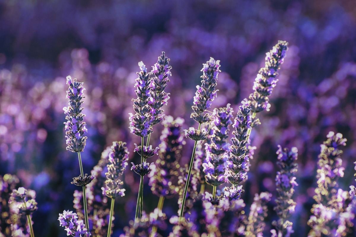 When To Plant Lavender