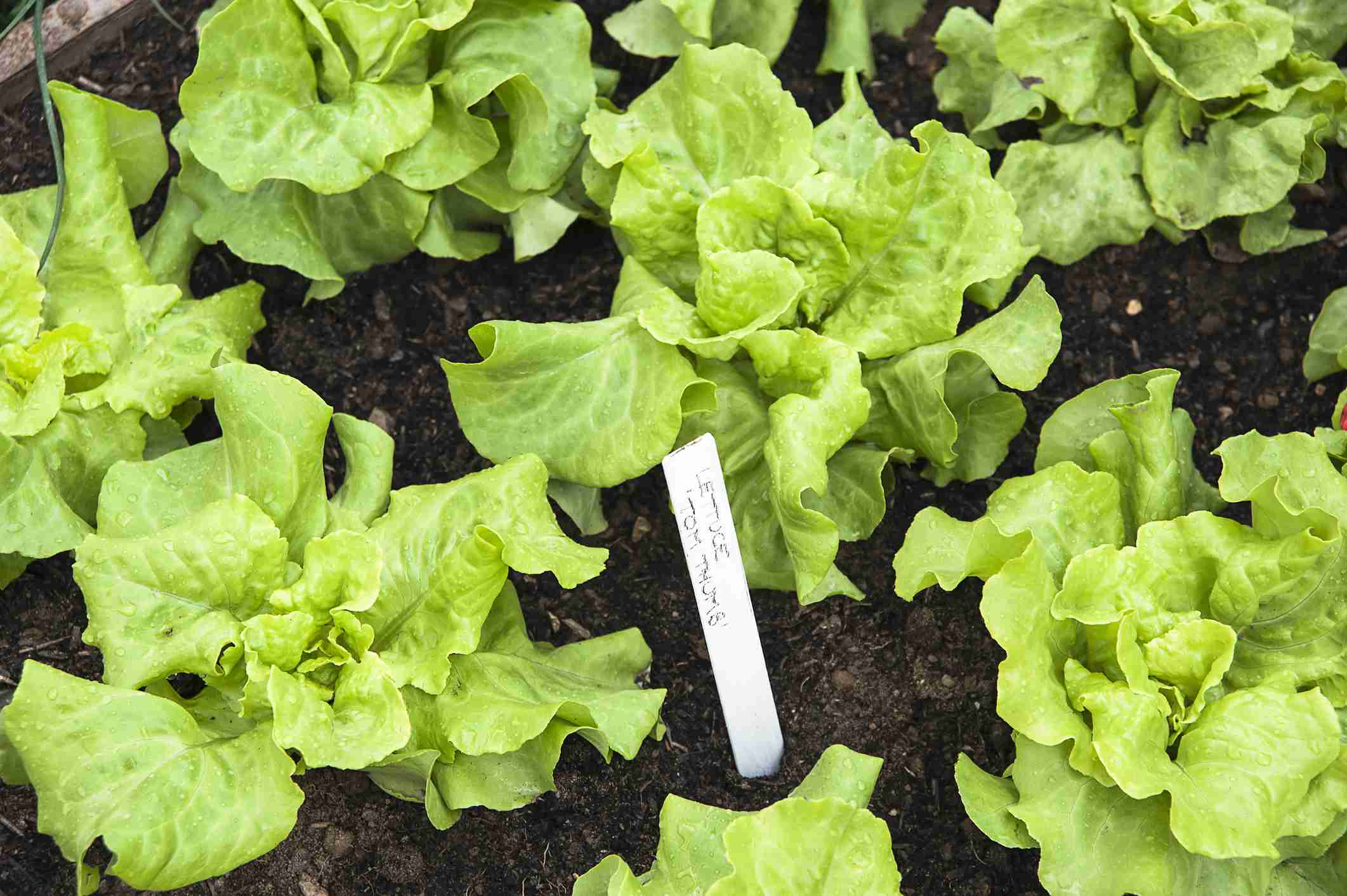 When To Plant Lettuce In Texas