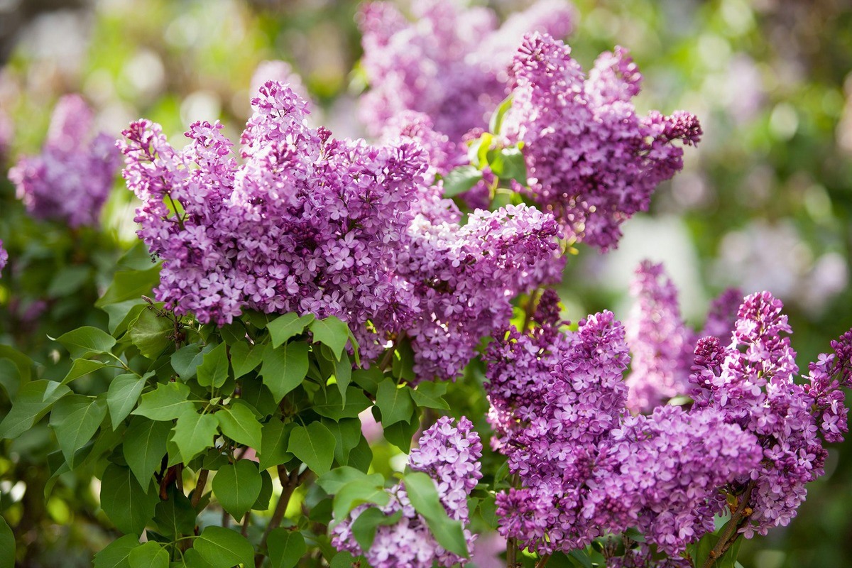 When To Plant Lilac Bushes