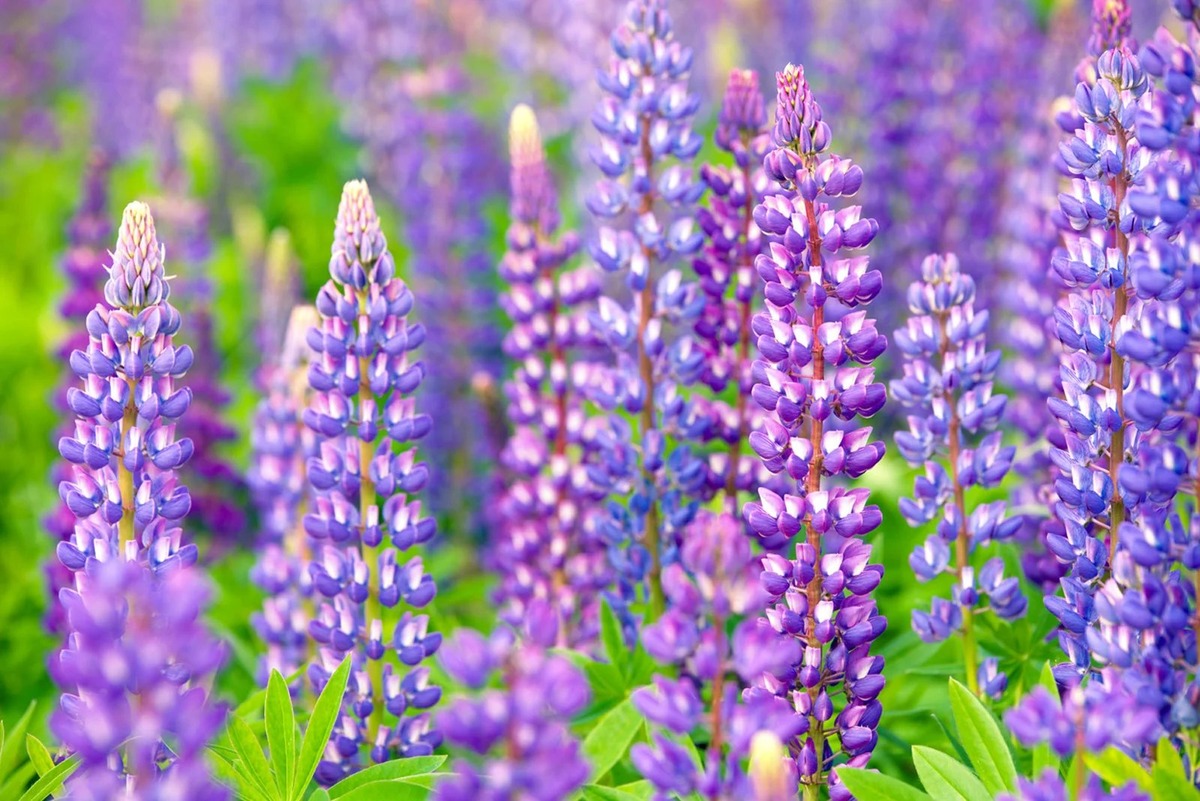when-to-plant-lupines