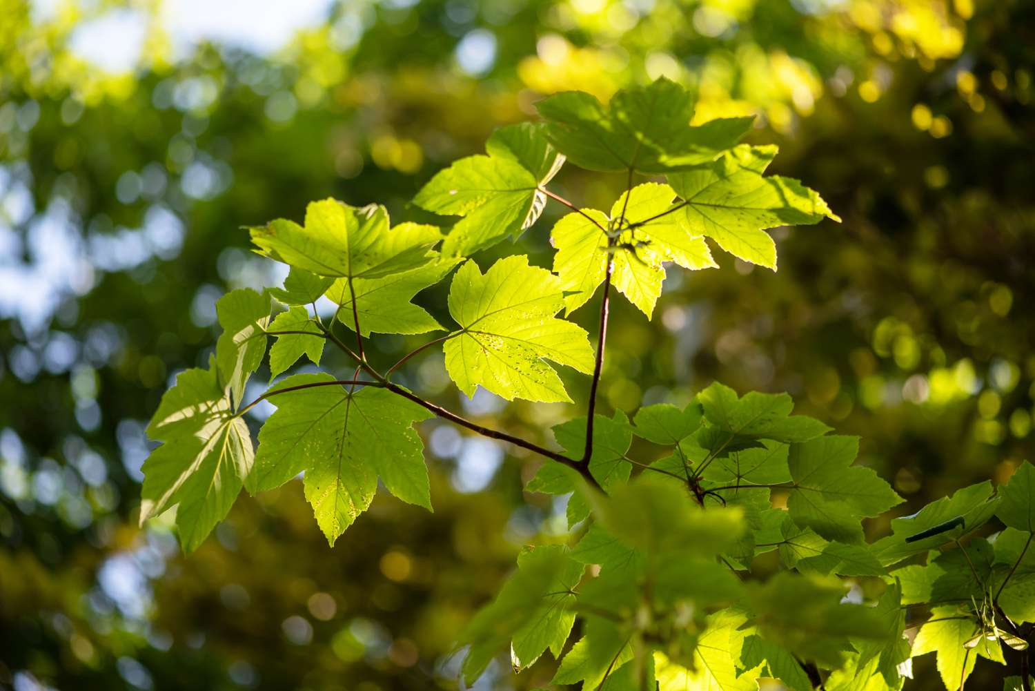 When To Plant Maple Trees