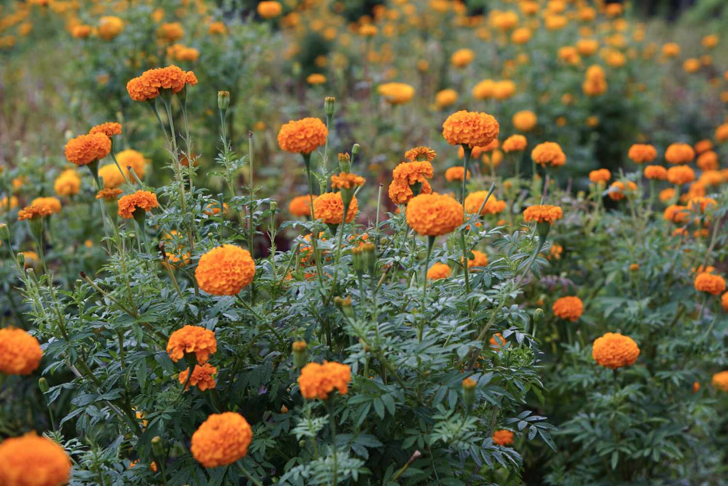 When To Plant Marigold Seeds