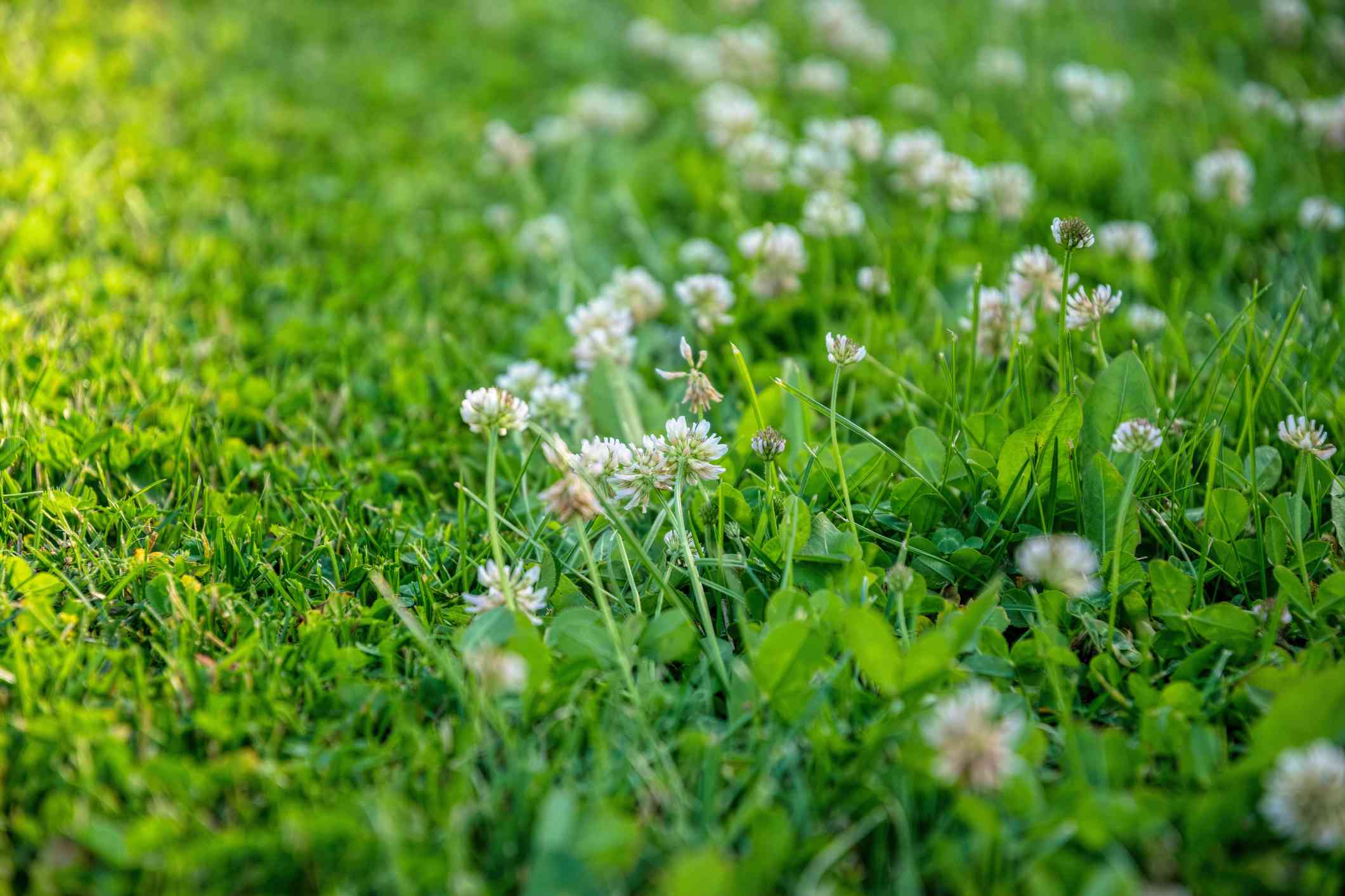 When To Plant Microclover