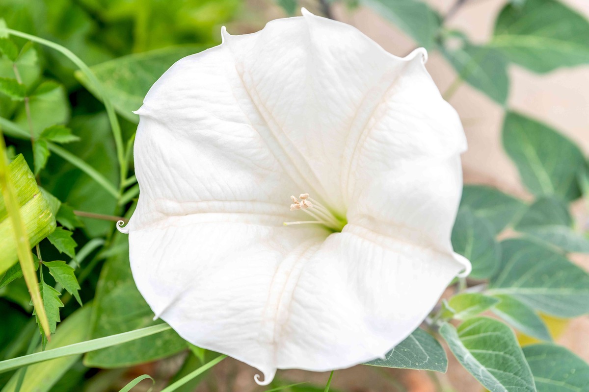 When To Plant Moonflower Seeds