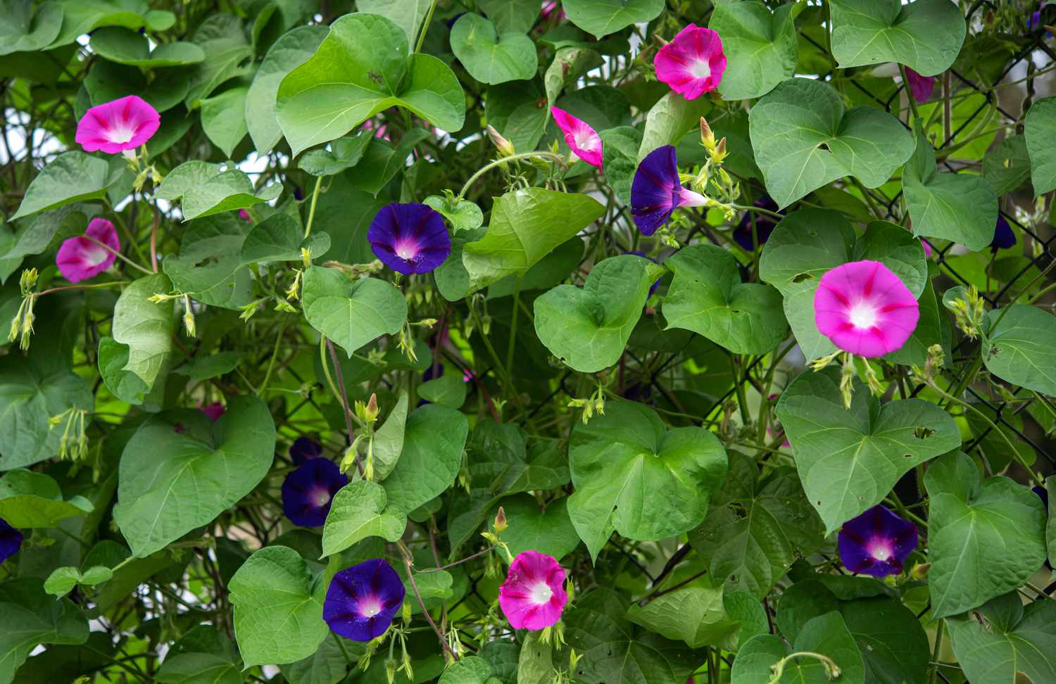 When To Plant Morning Glory Seeds