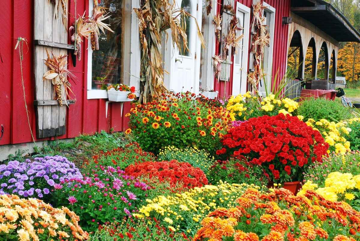 When To Plant Mums In The Ground