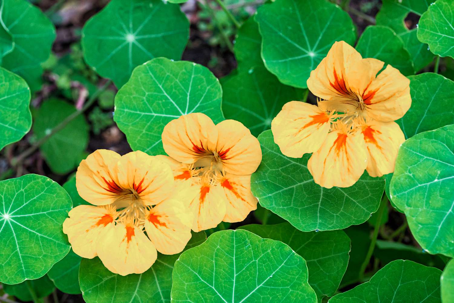 when-to-plant-nasturtium-seeds