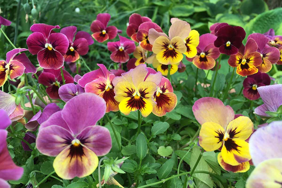 When To Plant Pansy Seeds