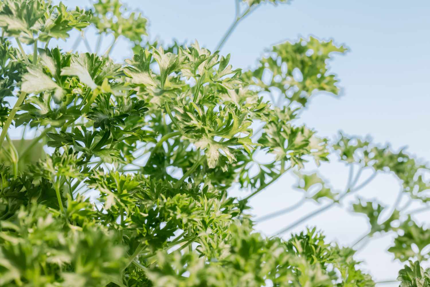 When To Plant Parsley