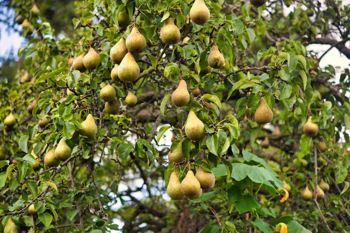 When To Plant Pear Trees