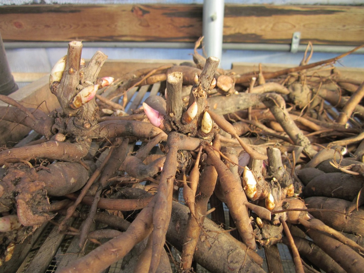 When To Plant Peony Roots
