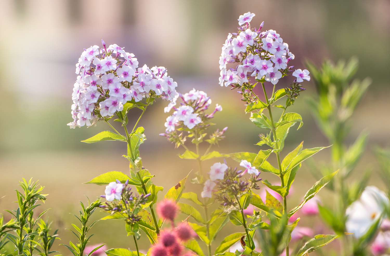 When To Plant Phlox