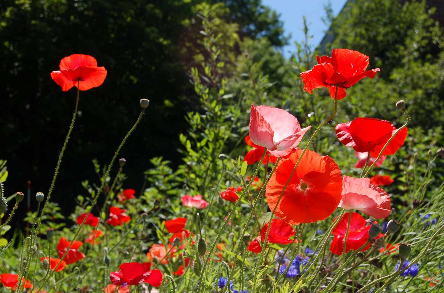 When To Plant Poppies