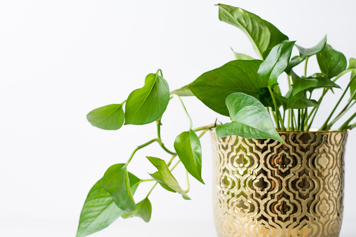 When To Plant Propagated Pothos
