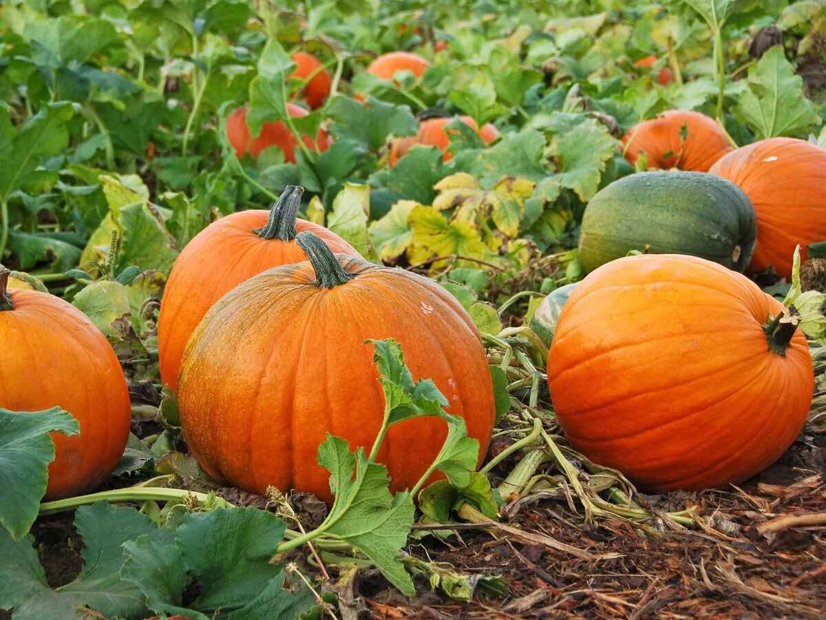 When To Plant Pumpkins In Indiana