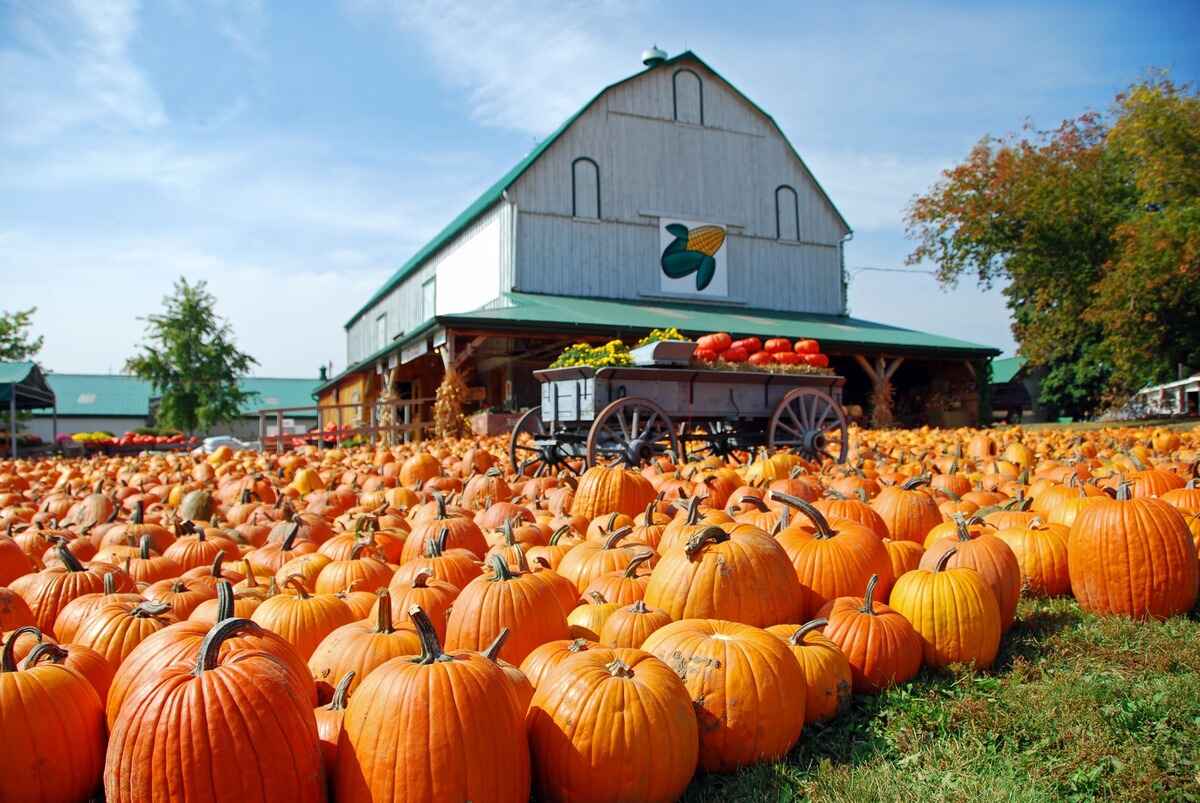 When To Plant Pumpkins In Kentucky