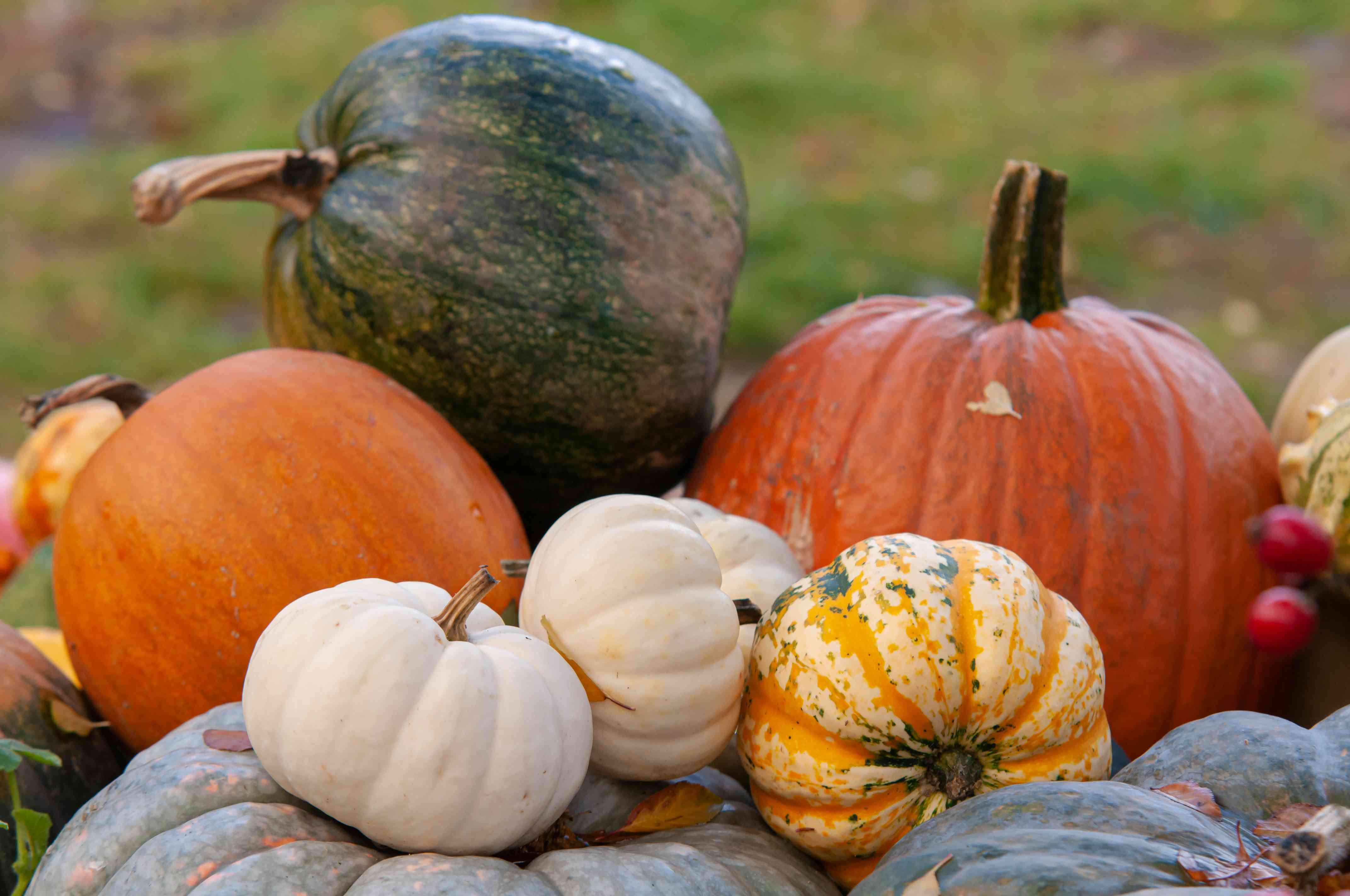 When To Plant Pumpkins In Tennessee