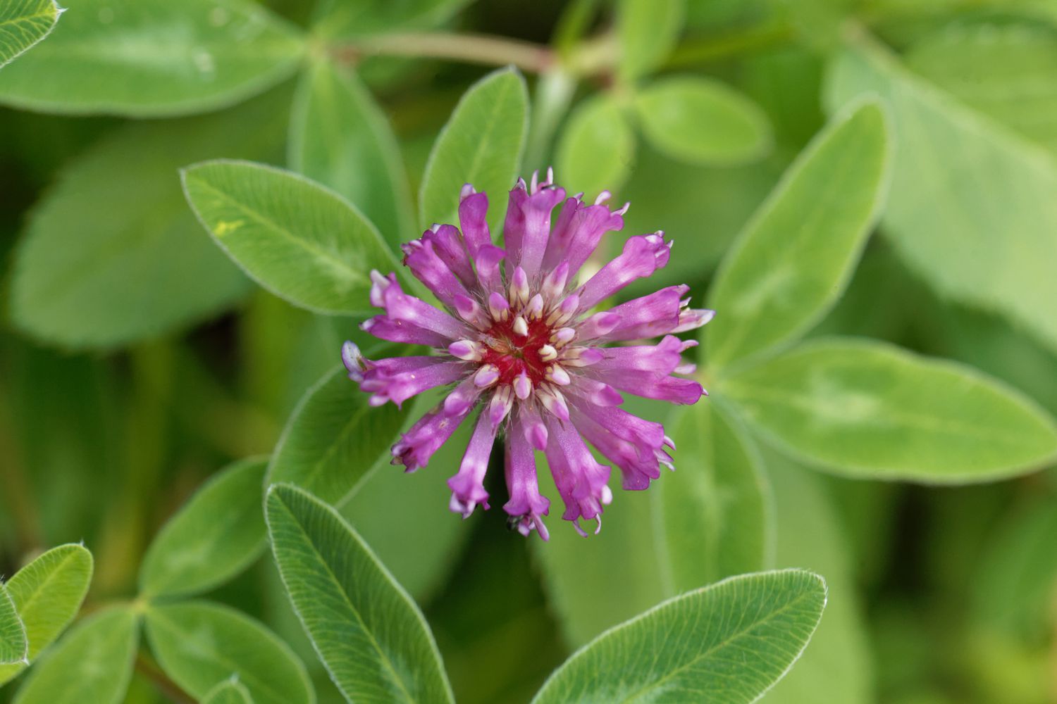 When To Plant Red Clover