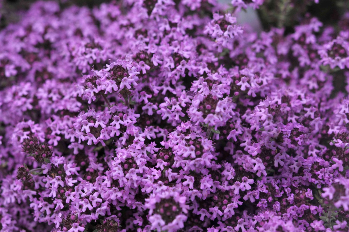When To Plant Red Creeping Thyme
