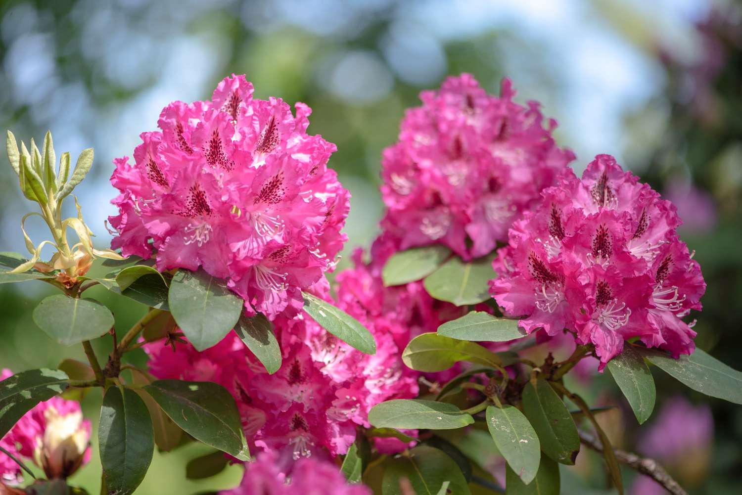 when-to-plant-rhododendron
