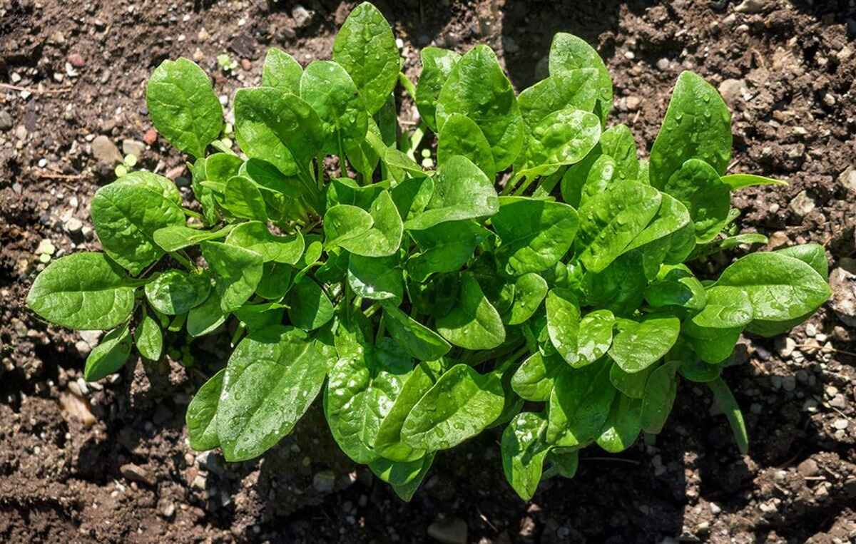when-to-plant-spinach-seeds