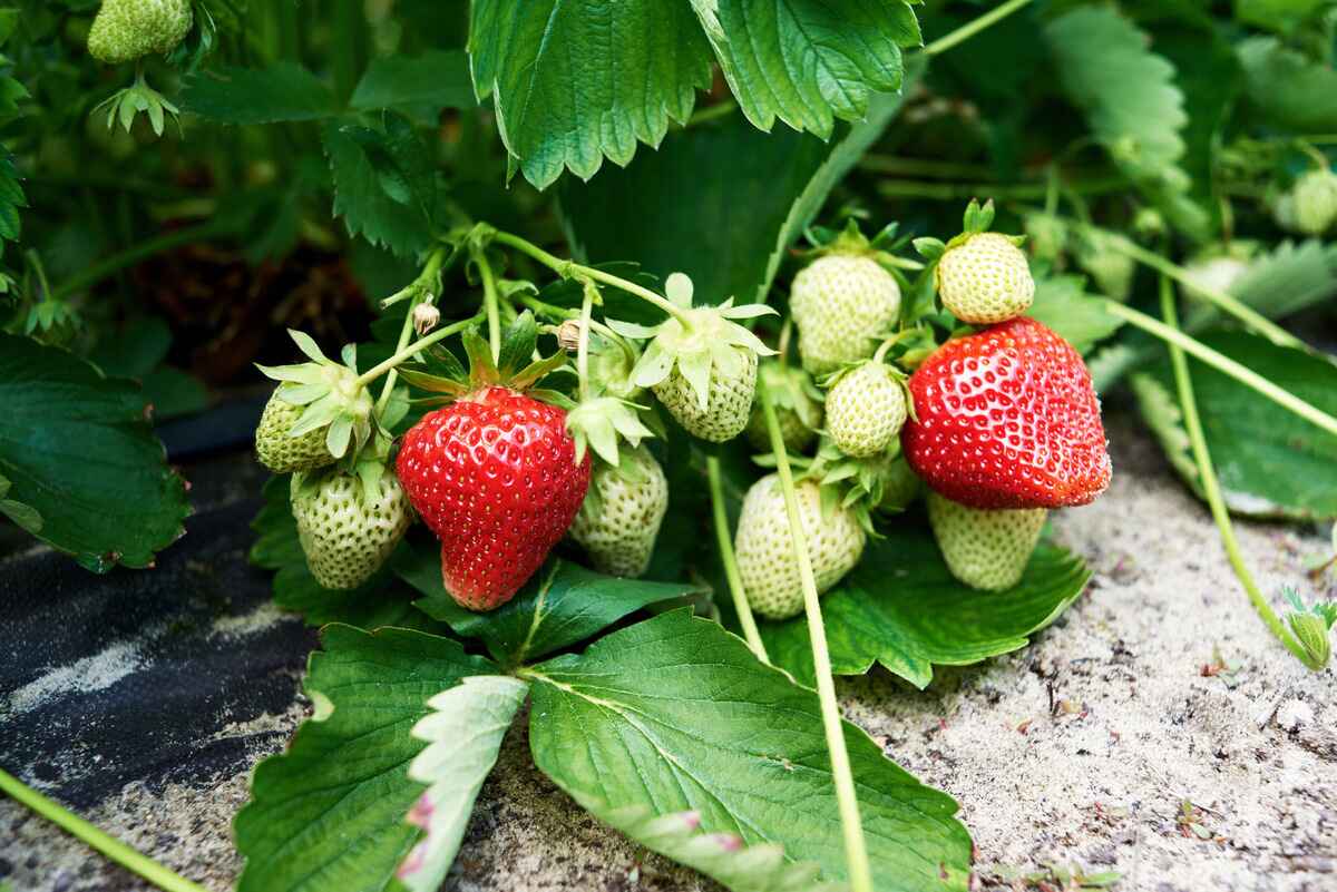 When To Plant Strawberries In Tennessee