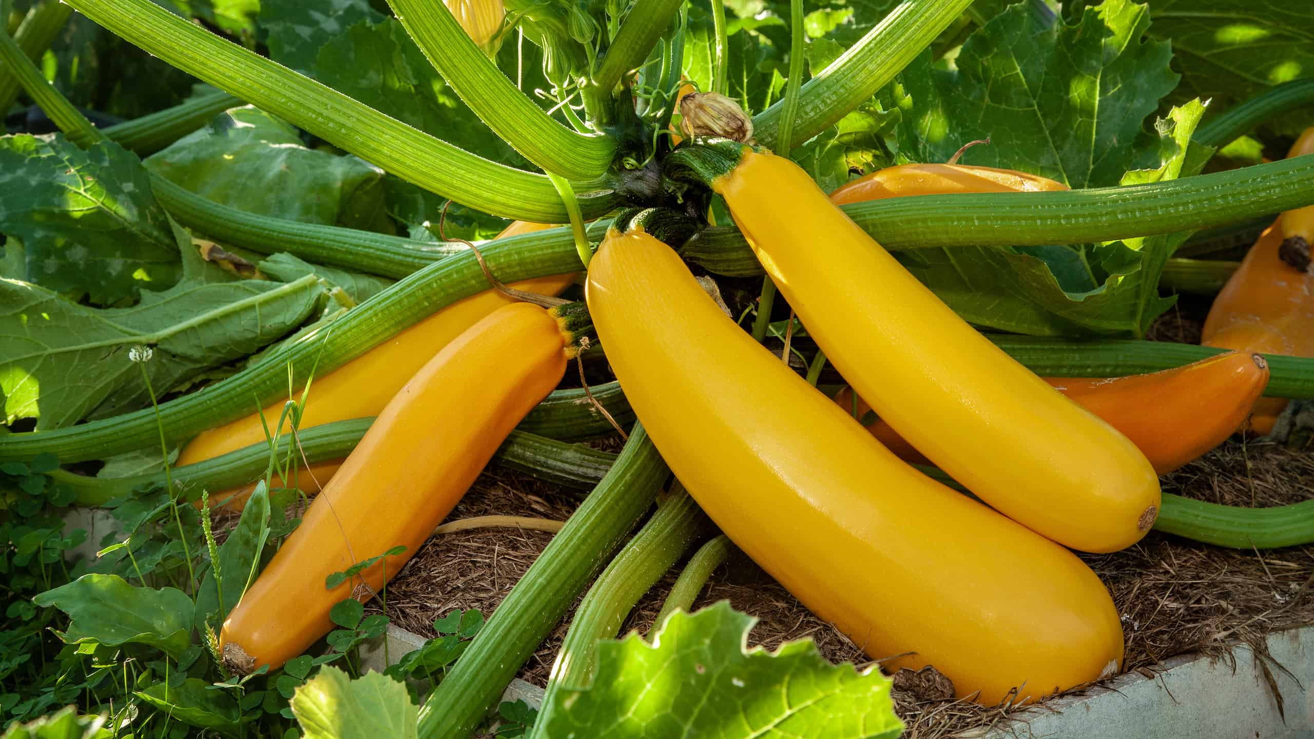 When To Plant Summer Squash
