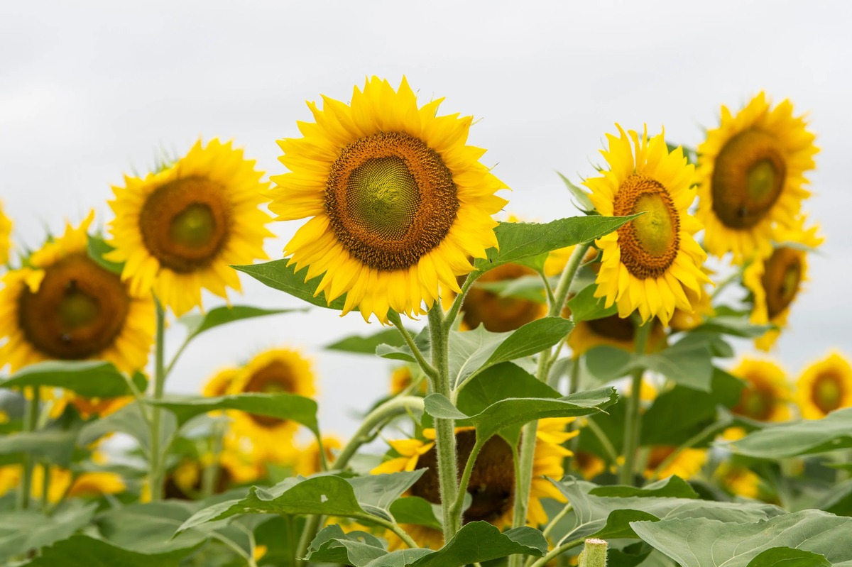 when-to-plant-sunflowers-in-alabama
