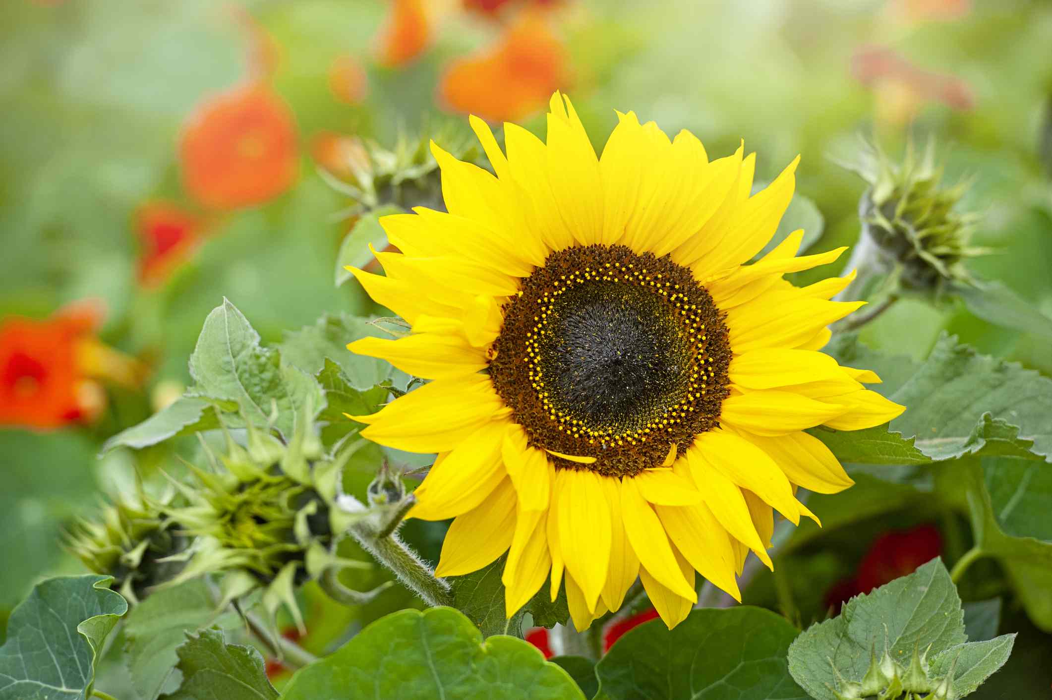When To Plant Sunflowers In SC