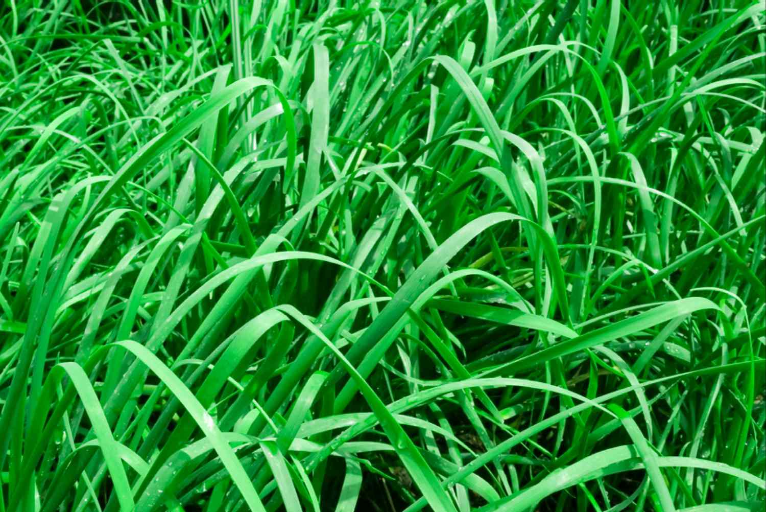 When To Plant Tall Fescue
