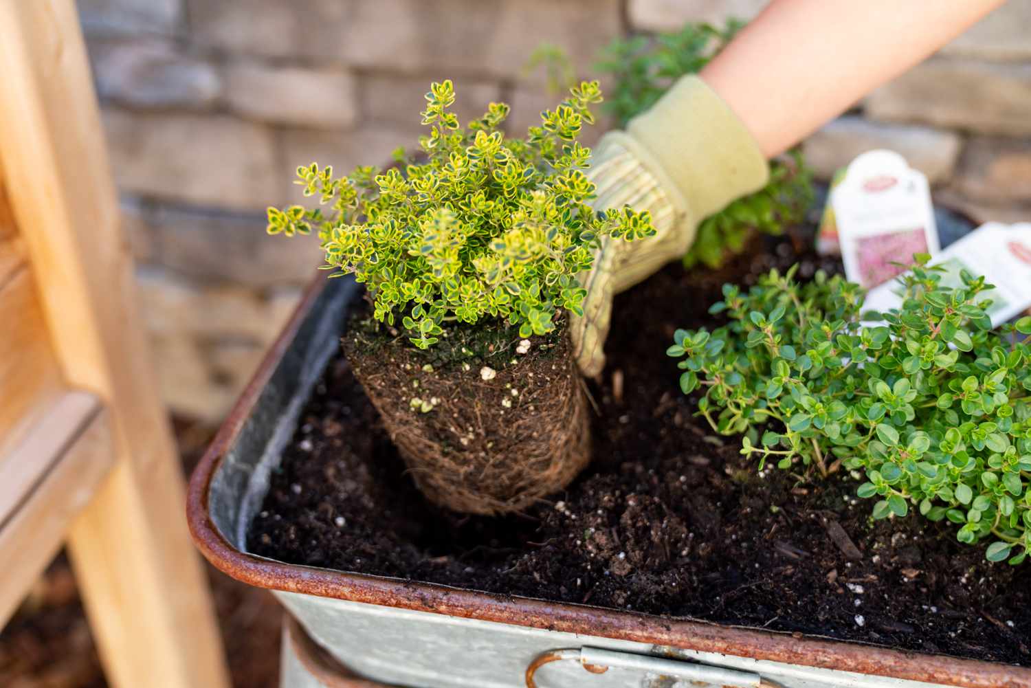When To Plant Thyme