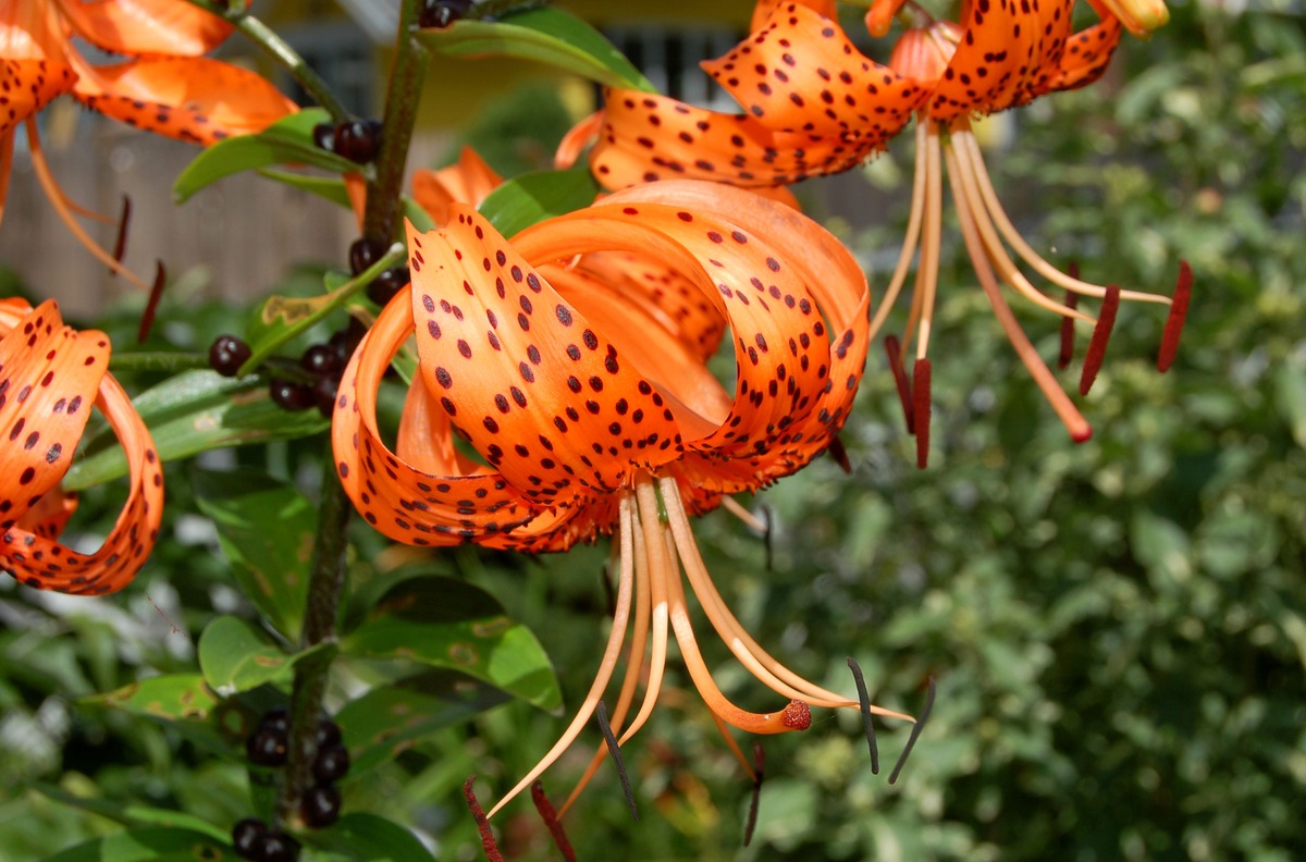 When To Plant Tiger Lily Bulbs
