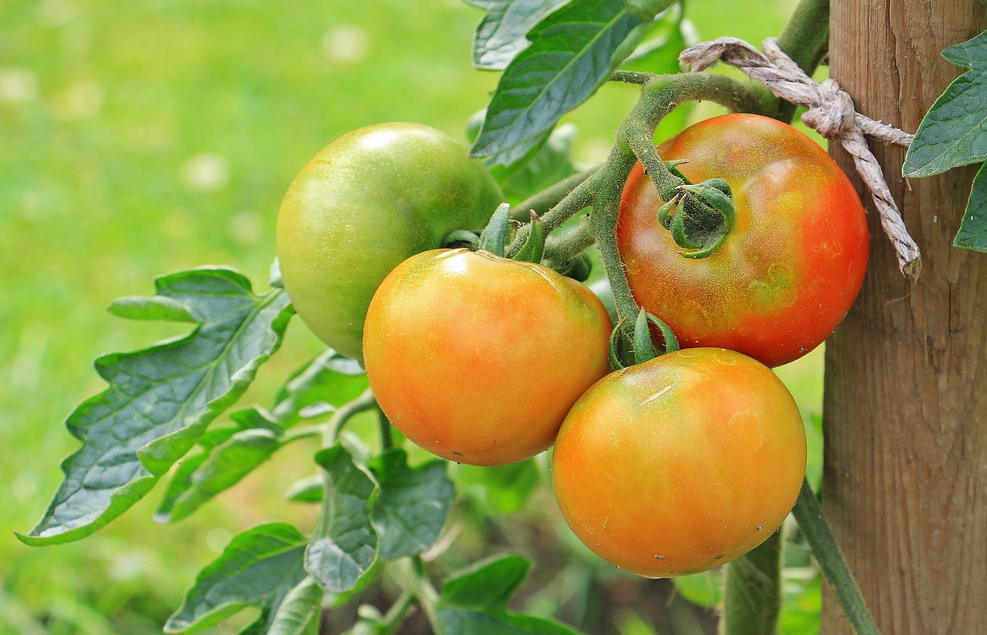 When To Plant Tomatoes In Maryland